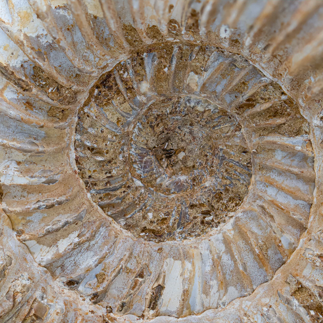 Natural Ammonite - Perisphinctes - Image 5