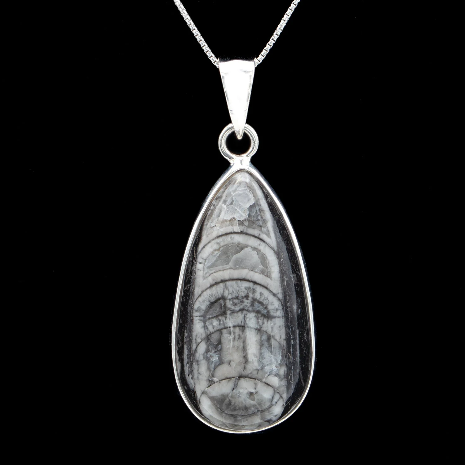 Orthoceras Pendant - Image 3
