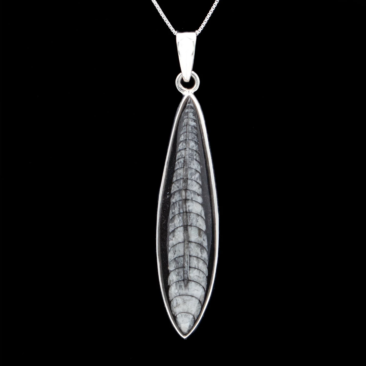 Orthoceras Pendant - Image 4