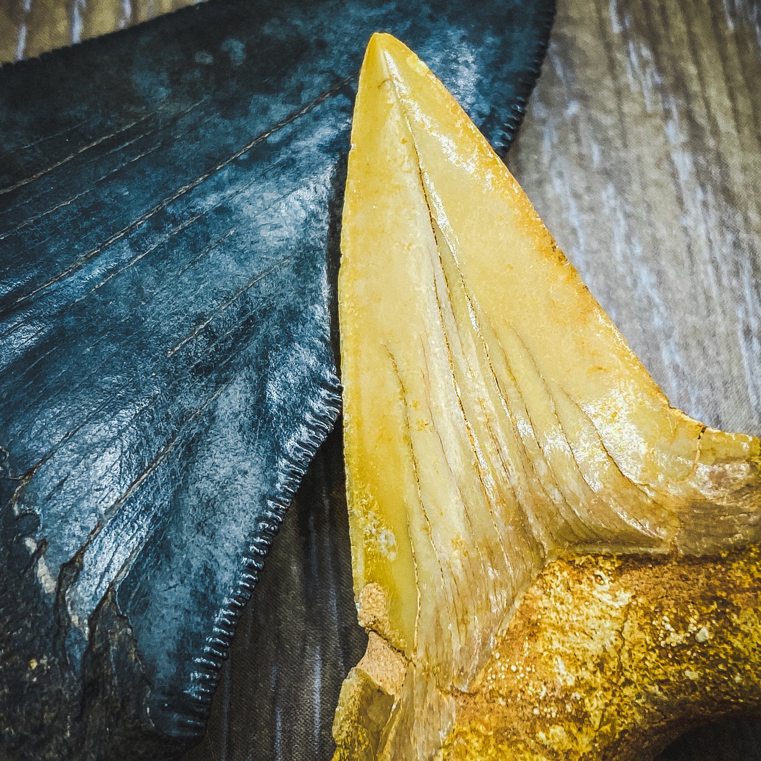 Otodus Fossil Tooth - First Megatooth Shark - Image 10
