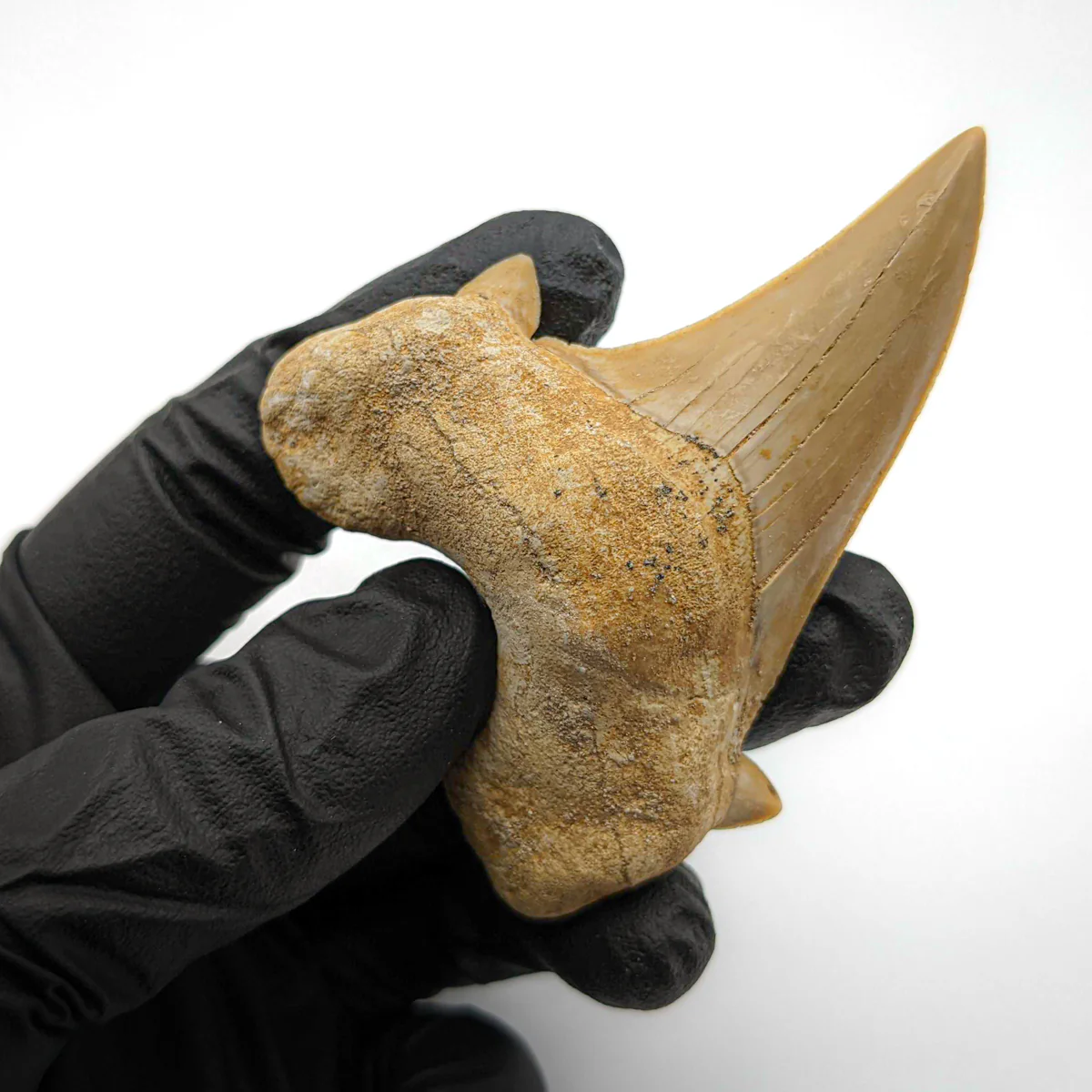 Otodus Fossil Tooth - First Megatooth Shark - Image 11
