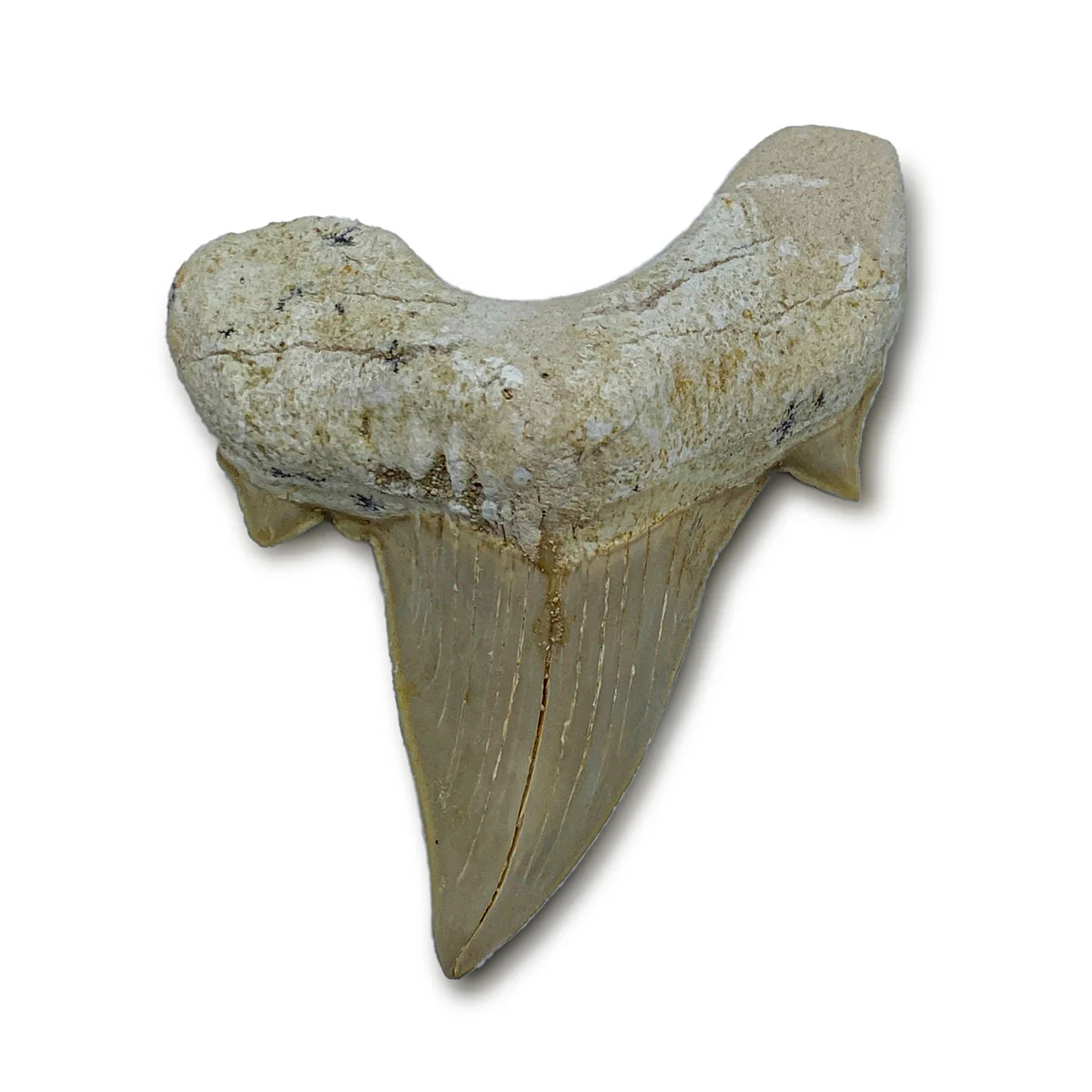 Otodus Fossil Tooth - First Megatooth Shark - Image 4