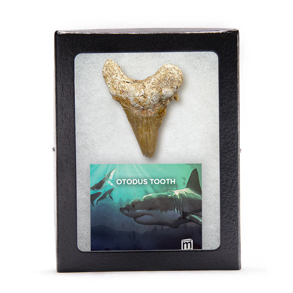 Otodus Fossil Tooth - First Megatooth Shark - Image 5