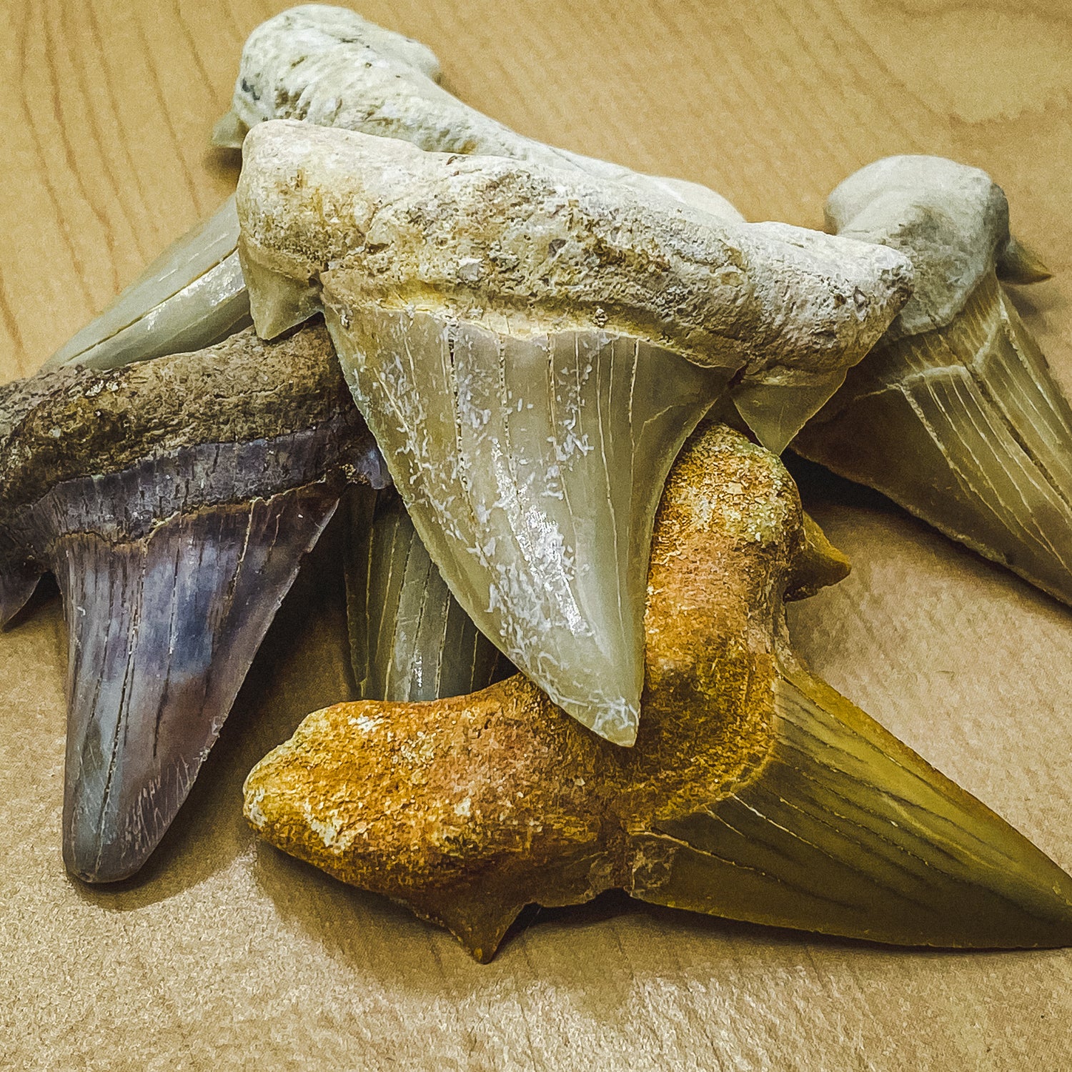 Otodus Fossil Tooth - First Megatooth Shark - Image 6