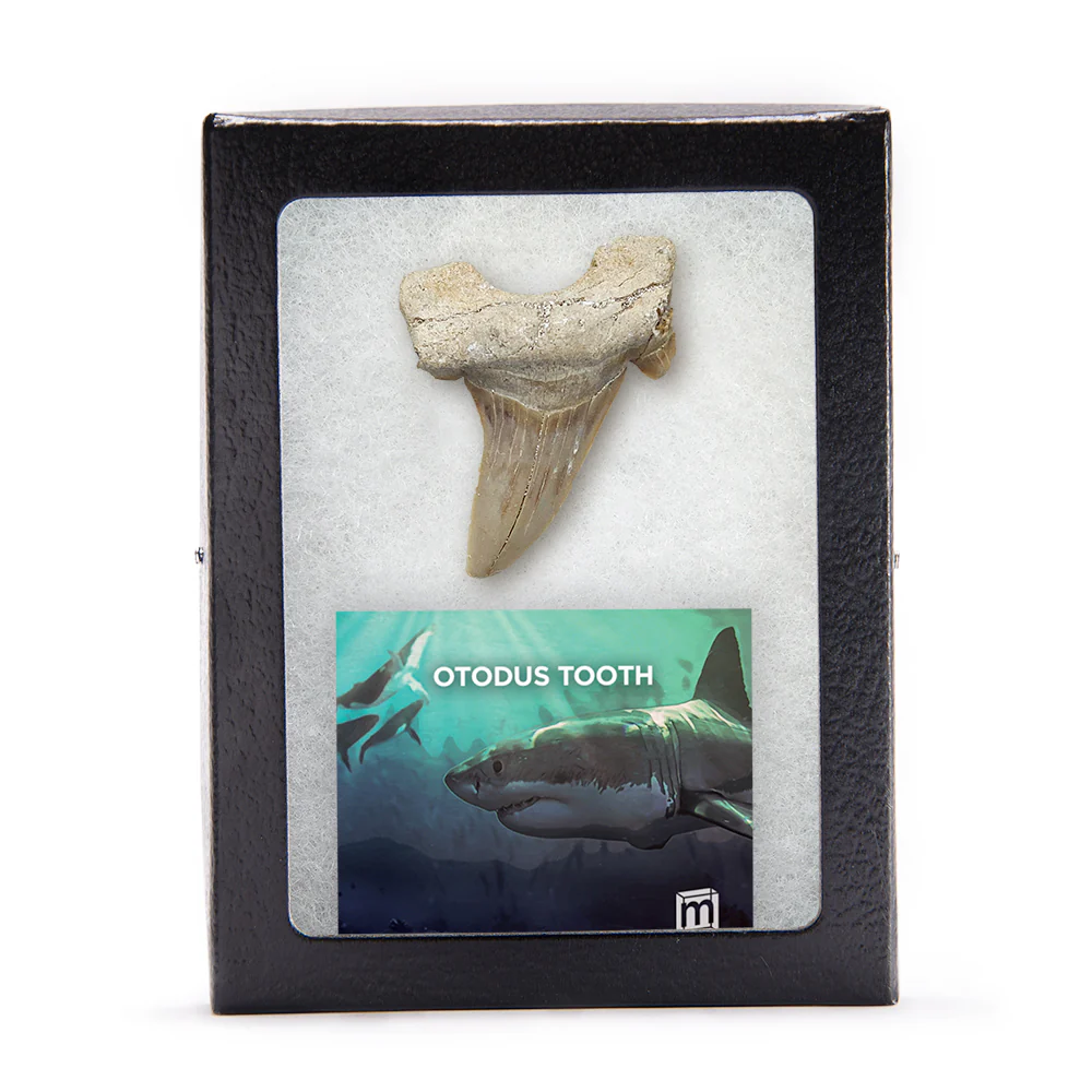 Otodus Fossil Tooth - First Megatooth Shark - Image 7