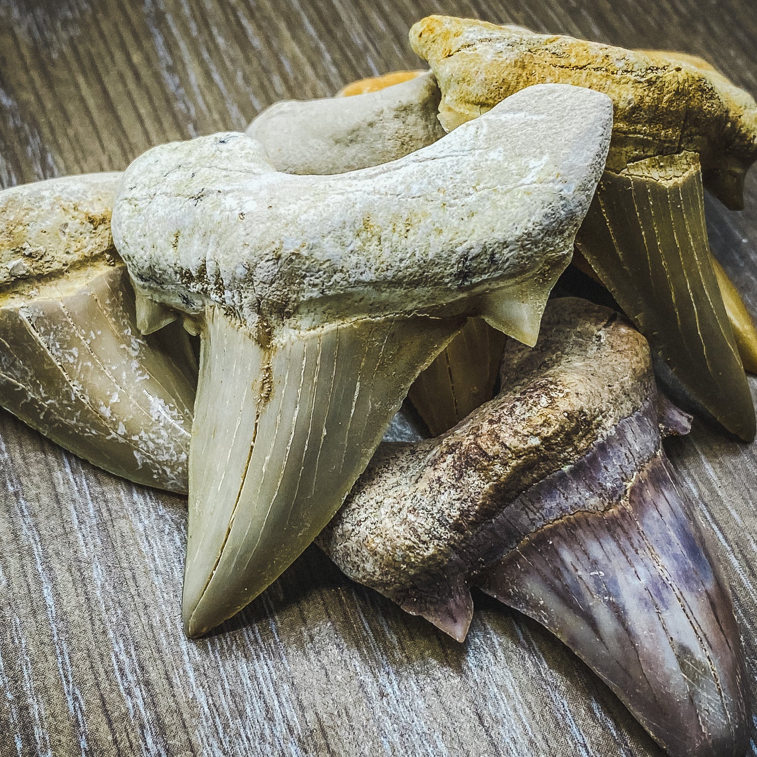 Otodus Fossil Tooth - First Megatooth Shark - Image 8