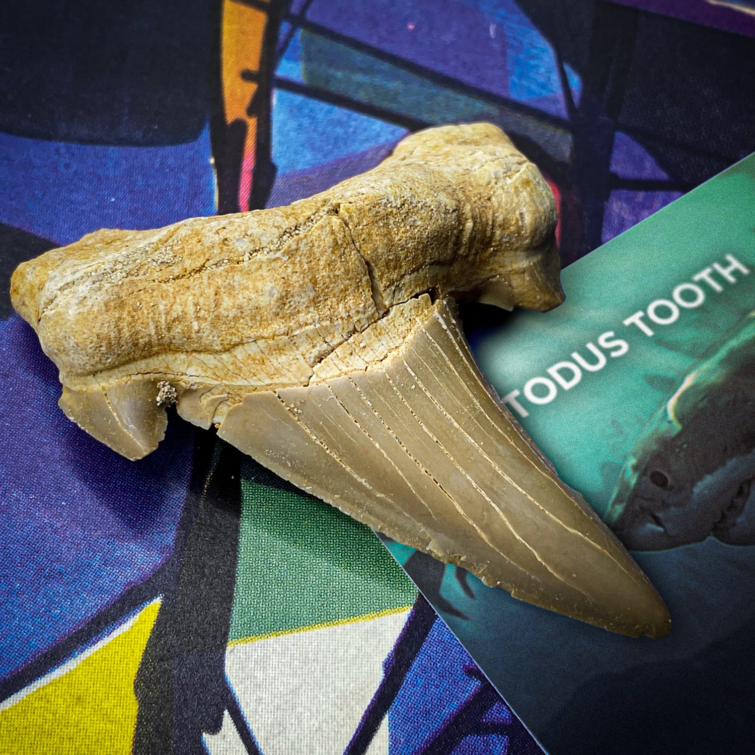 Otodus Fossil Tooth - First Megatooth Shark - Image 9