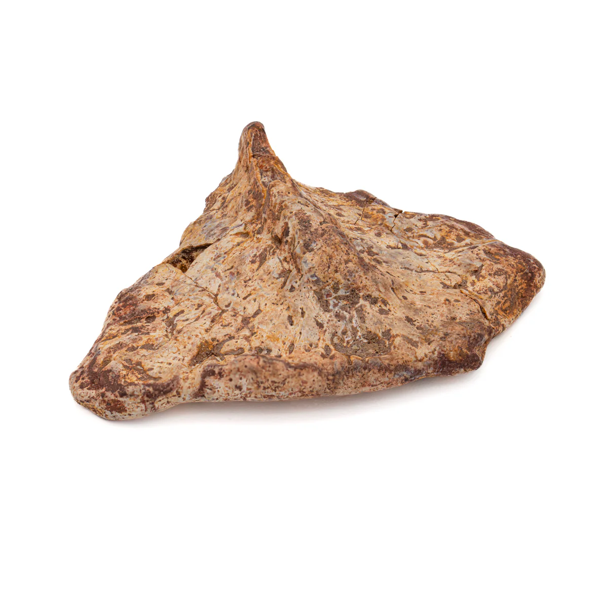 Phytosaur Scute - Classic Boxed Specimens - Image 3