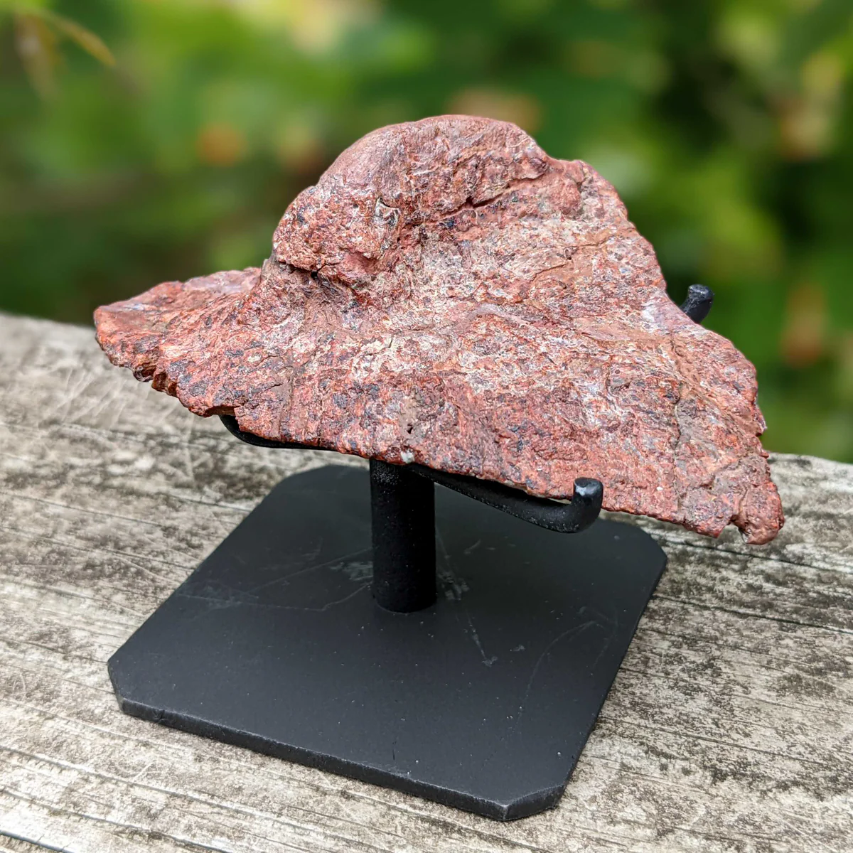 Phytosaur Scute - Showcase 3.54" Scute with Stand - Image 4