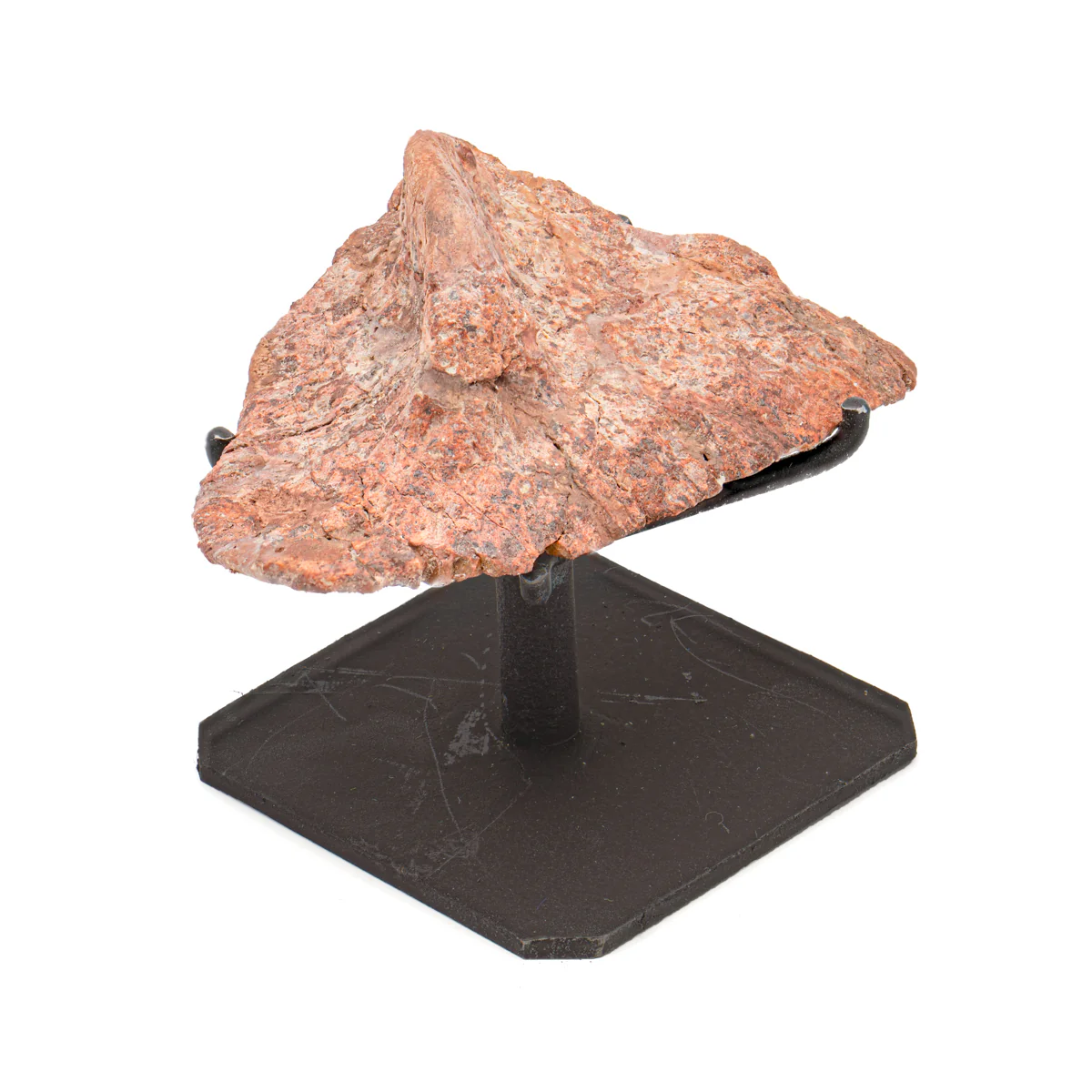 Phytosaur Scute - Showcase 3.54" Scute with Stand - Image 5