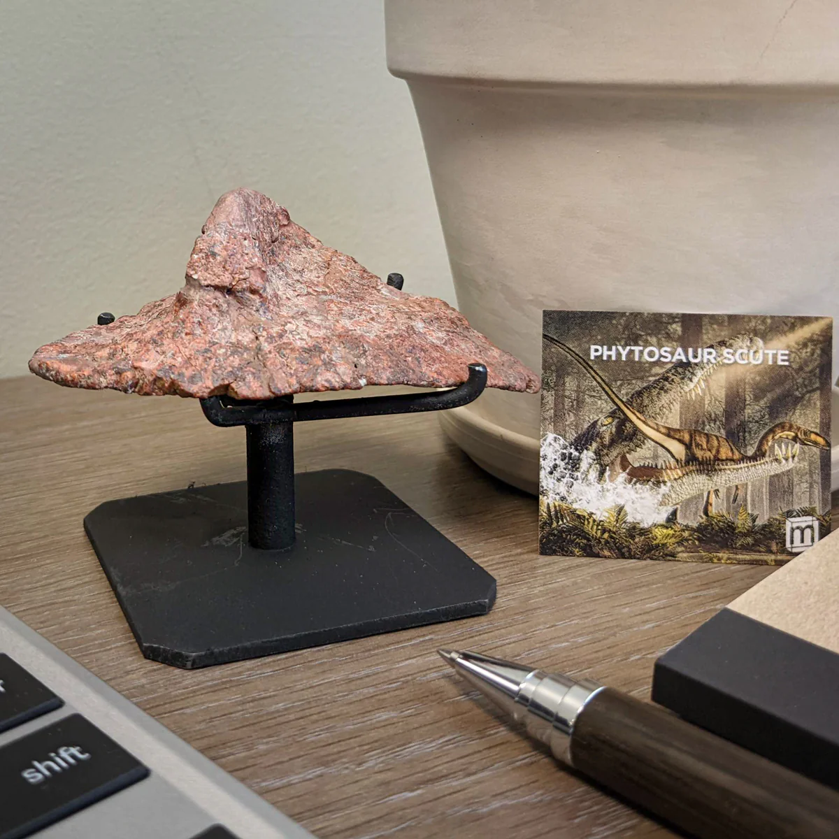 Phytosaur Scute - Showcase 3.54" Scute with Stand - Image 6