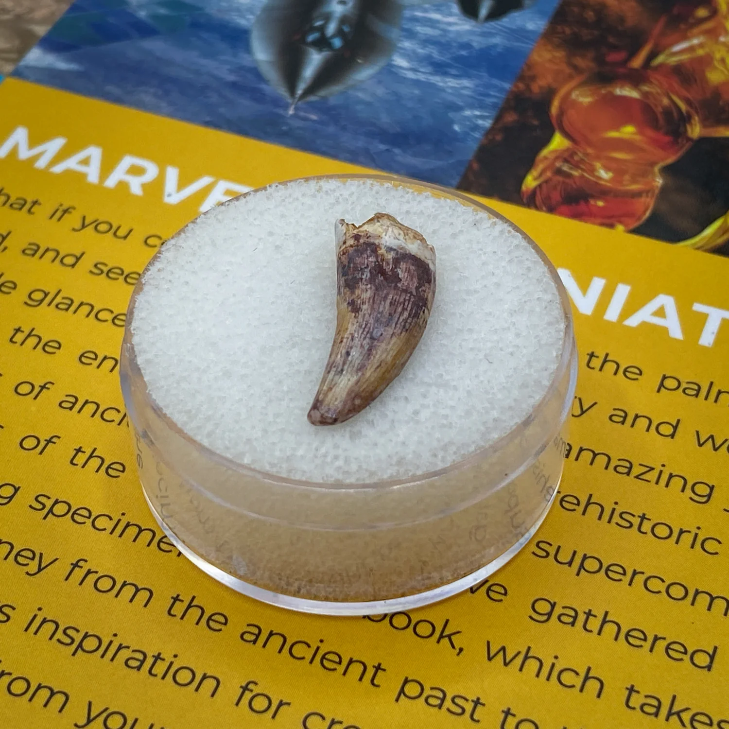 Phytosaur Teeth - Classic Riker Box Specimens - Image 3