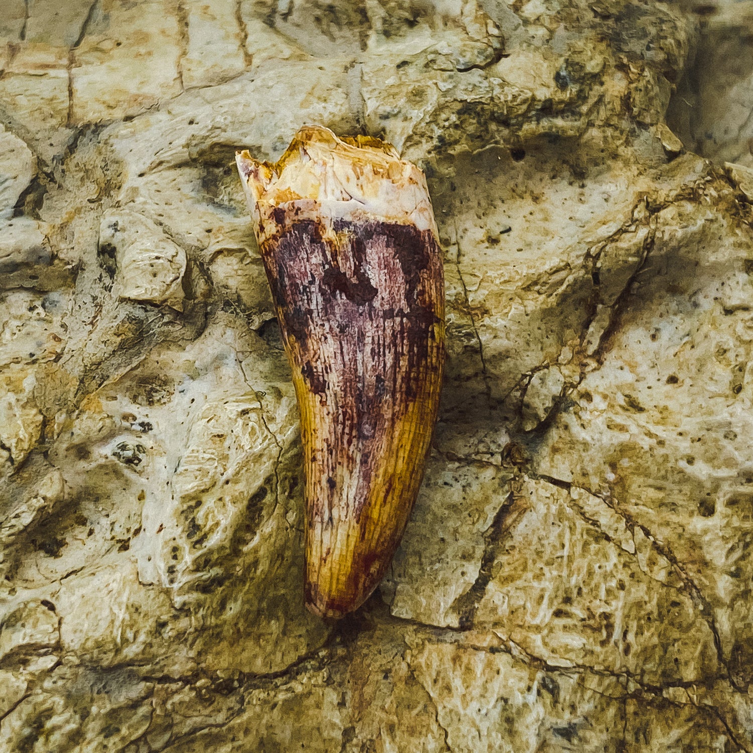 Phytosaur Teeth - Classic Riker Box Specimens - Image 5
