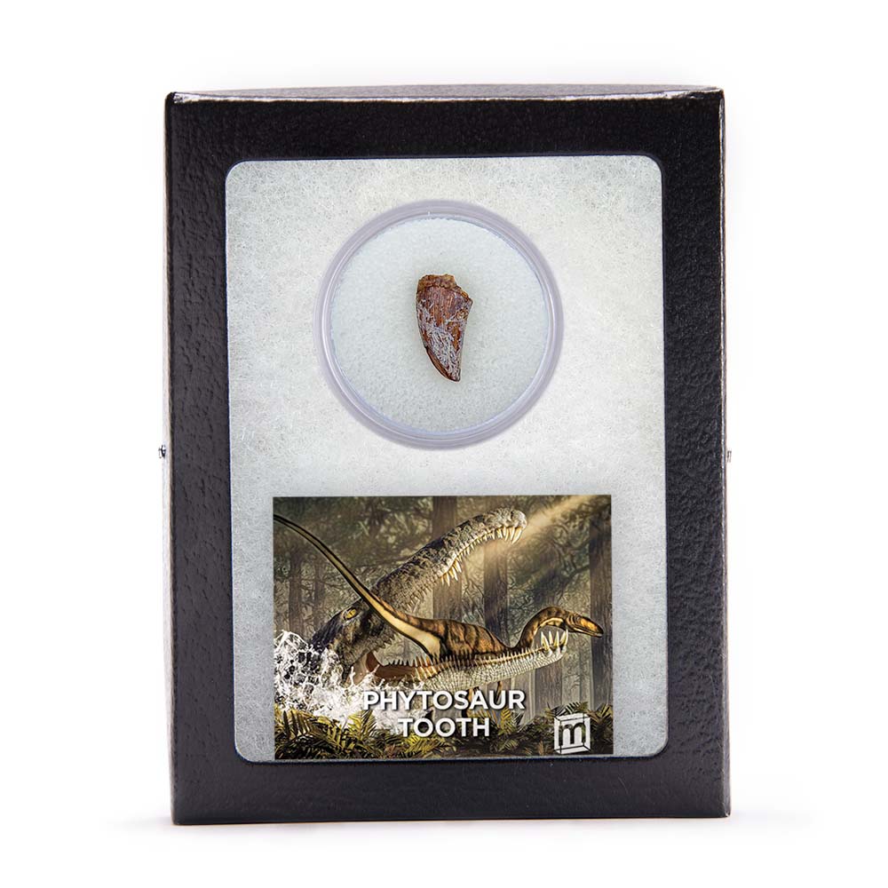 Phytosaur Teeth - Classic Riker Box Specimens - Image 6