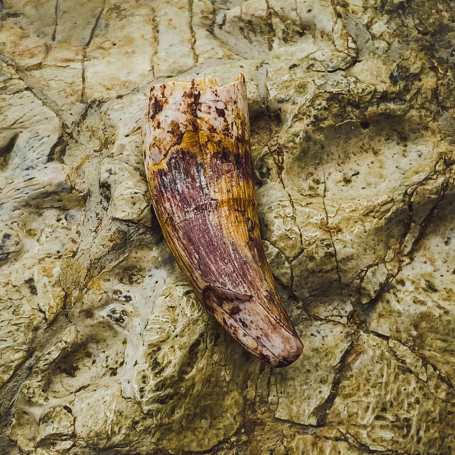 Phytosaur Teeth - Classic Riker Box Specimens - Image 7