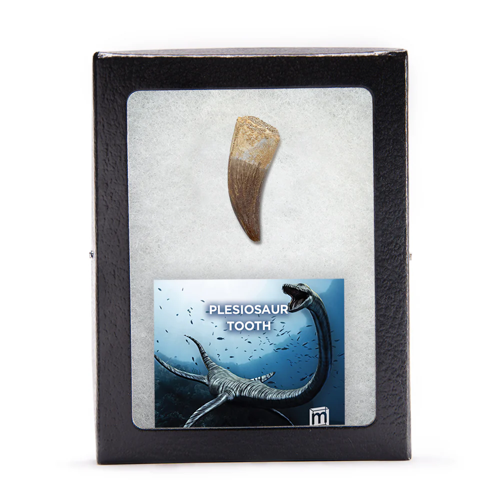 Plesiosaur Tooth - Classic Riker Box Specimens - Image 3