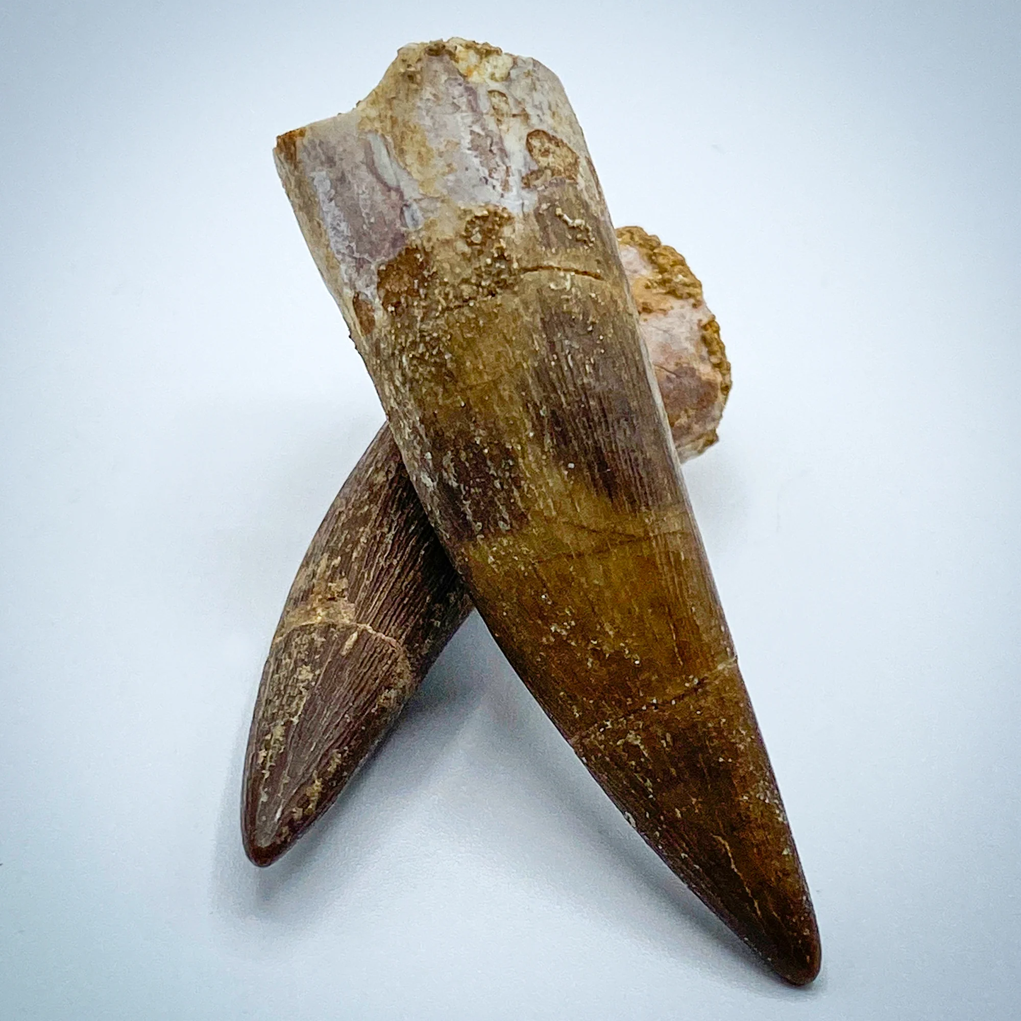 Plesiosaur Tooth - Classic Riker Box Specimens - Image 4