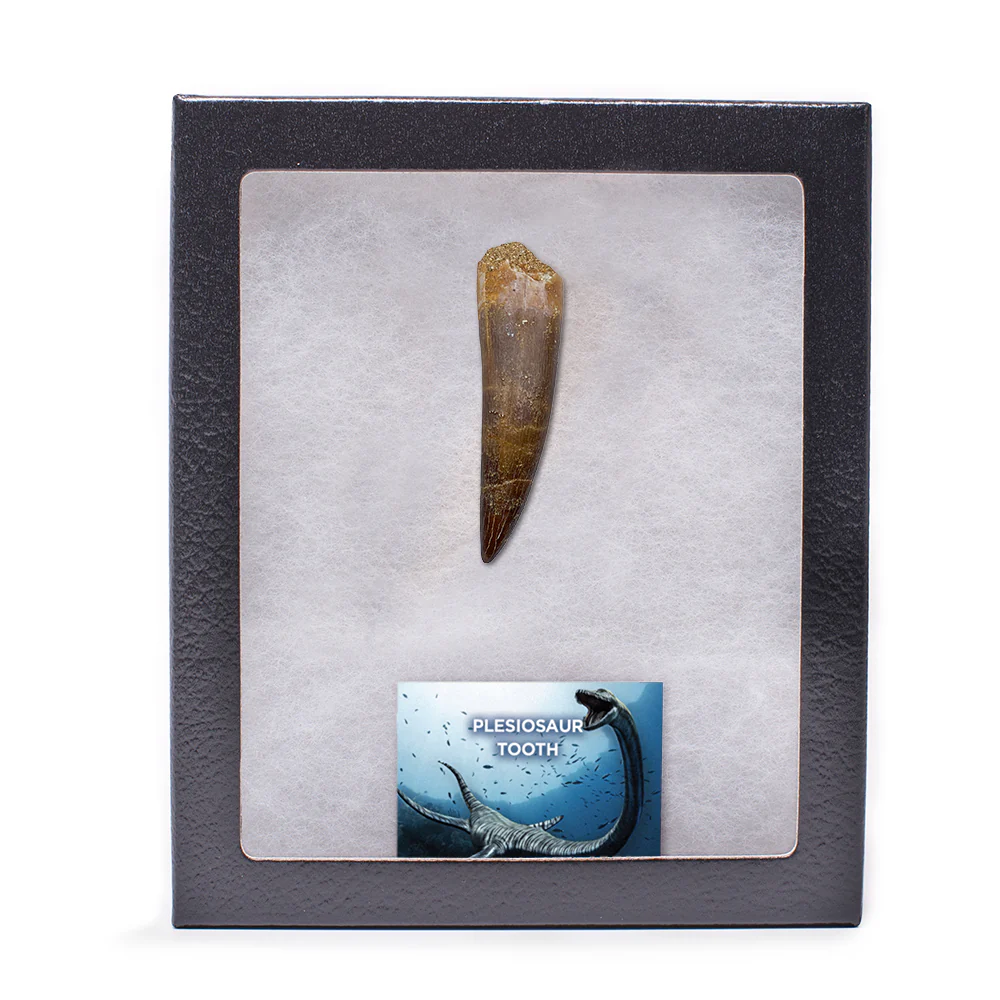 Plesiosaur Tooth - Classic Riker Box Specimens - Image 5