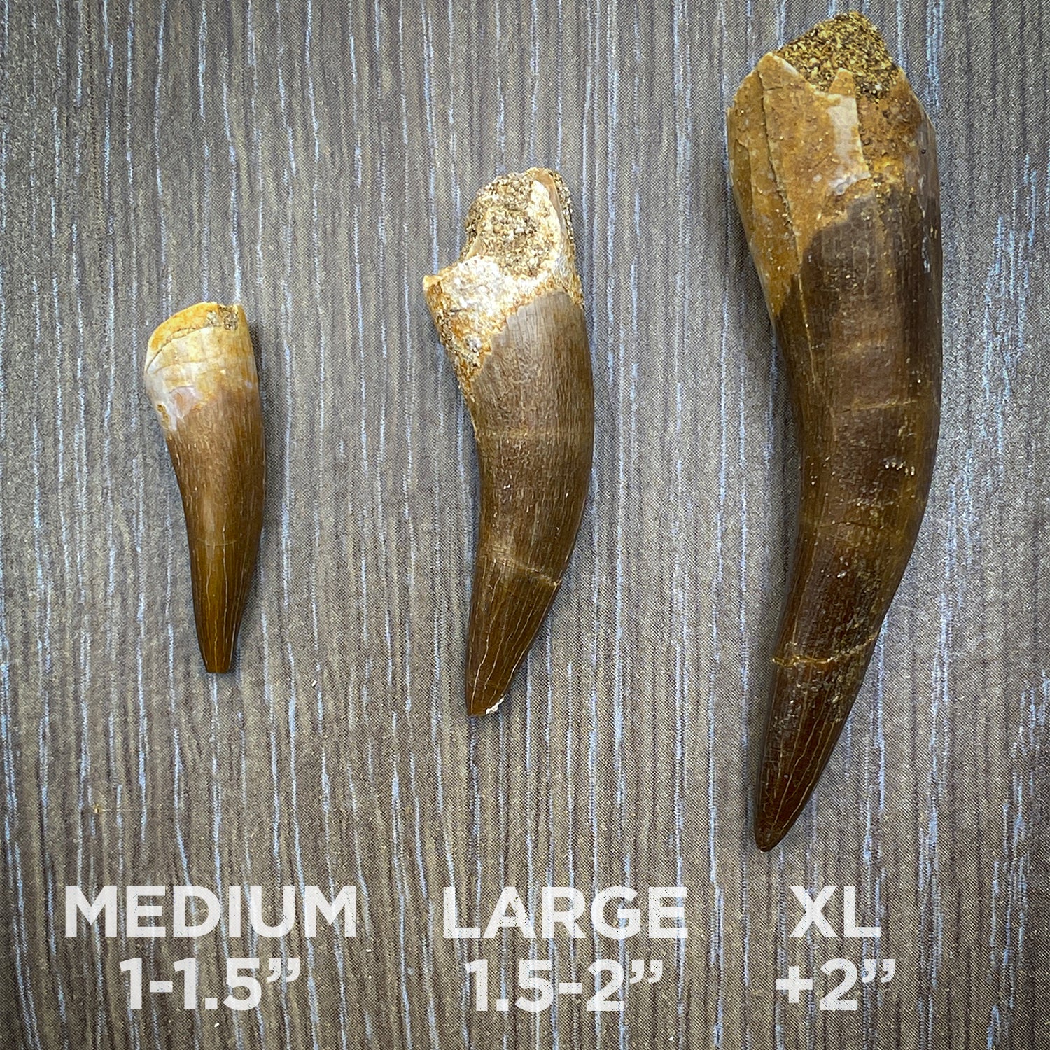 Plesiosaur Tooth - Classic Riker Box Specimens - Image 6