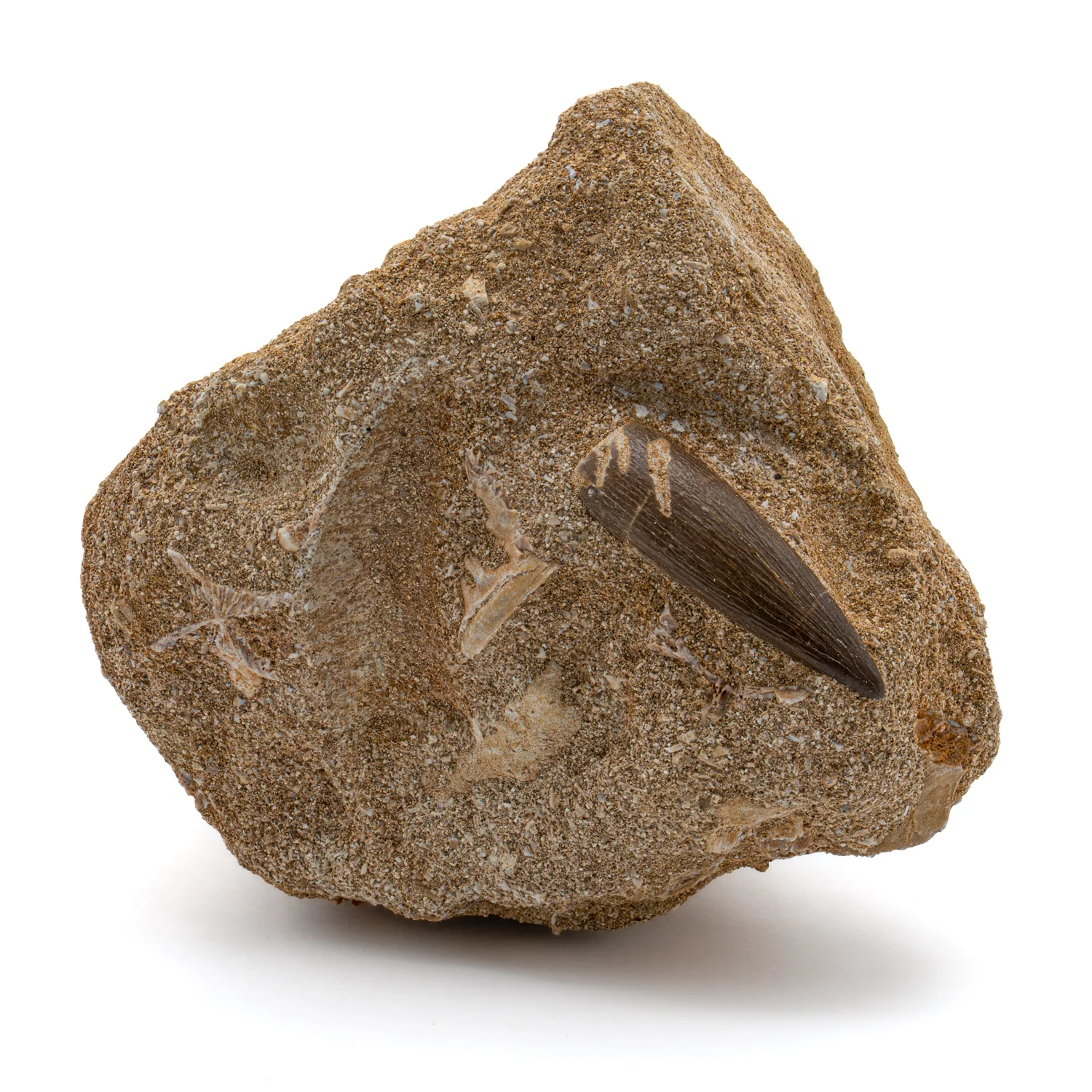 Plesiosaur Tooth in Matrix - 1.31" - Image 3