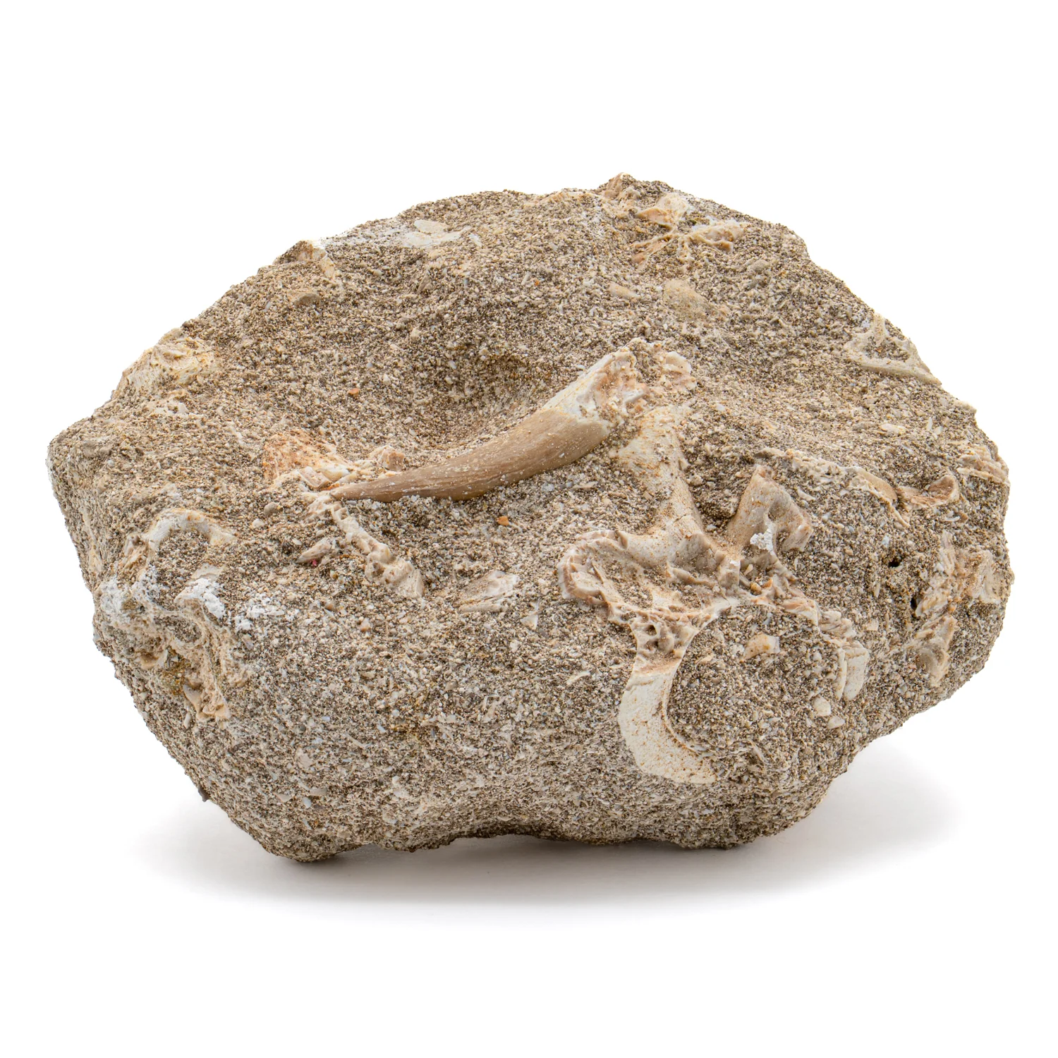 Plesiosaur Tooth in Matrix - 1.42" - Image 3