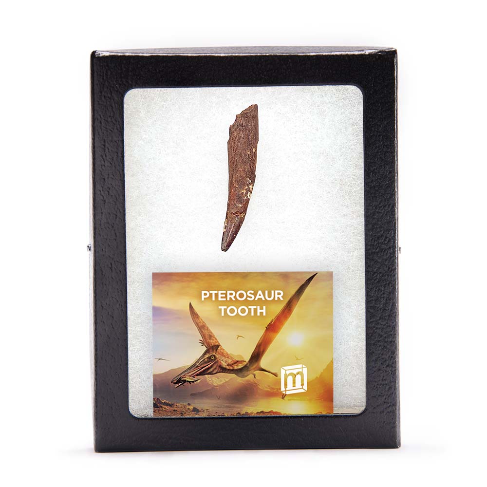 Pterosaur Tooth - Classic Riker Box Specimens - Image 3