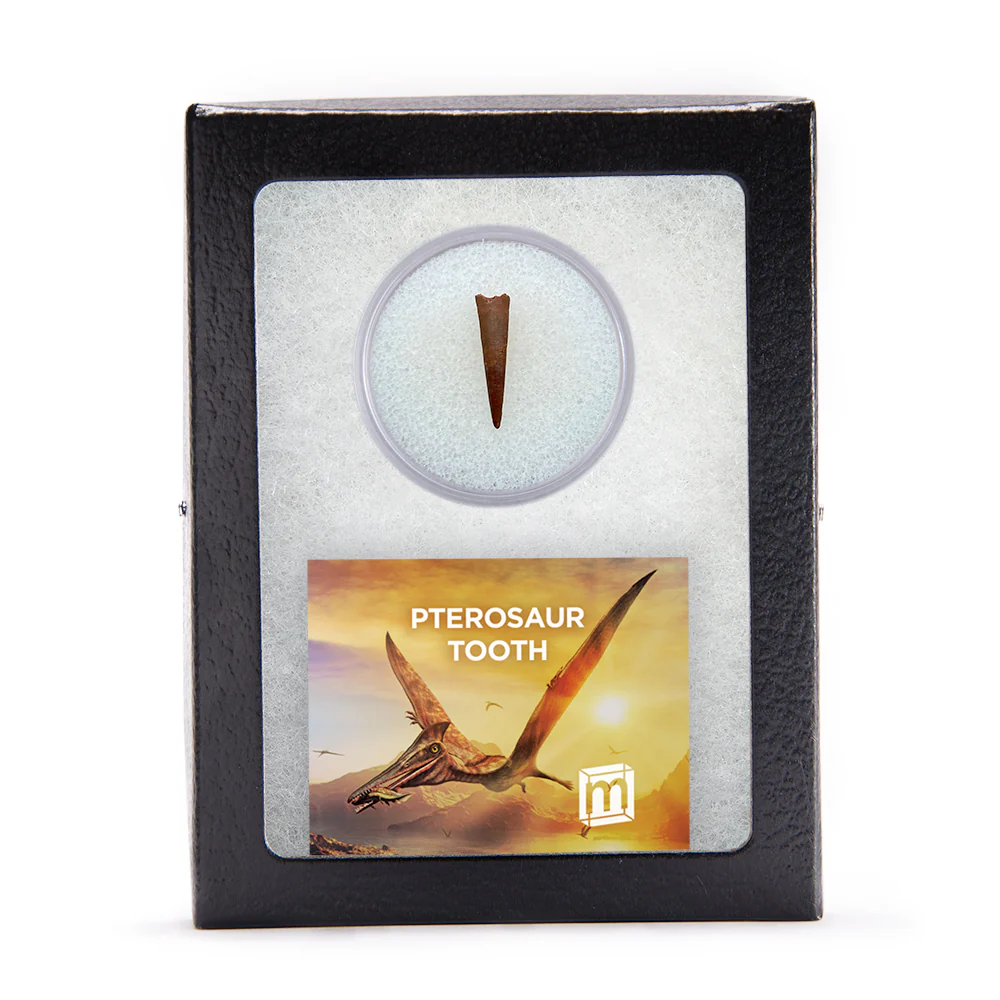 Pterosaur Tooth - Classic Riker Box Specimens - Image 4