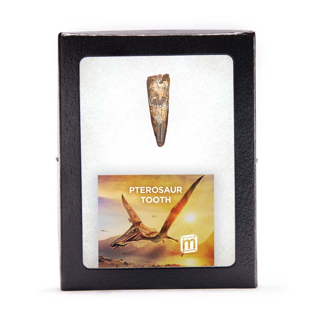 Pterosaur Tooth - Classic Riker Box Specimens - Image 7