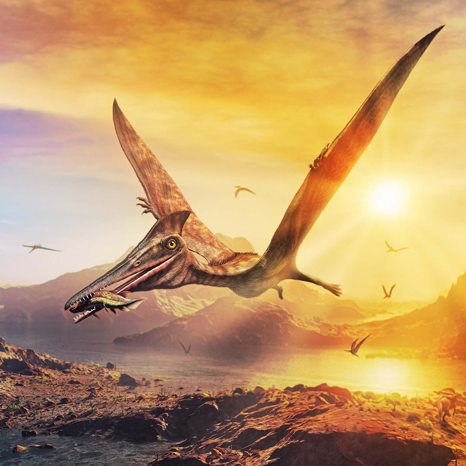 Pterosaur Tooth - Classic Riker Box Specimens - Image 8