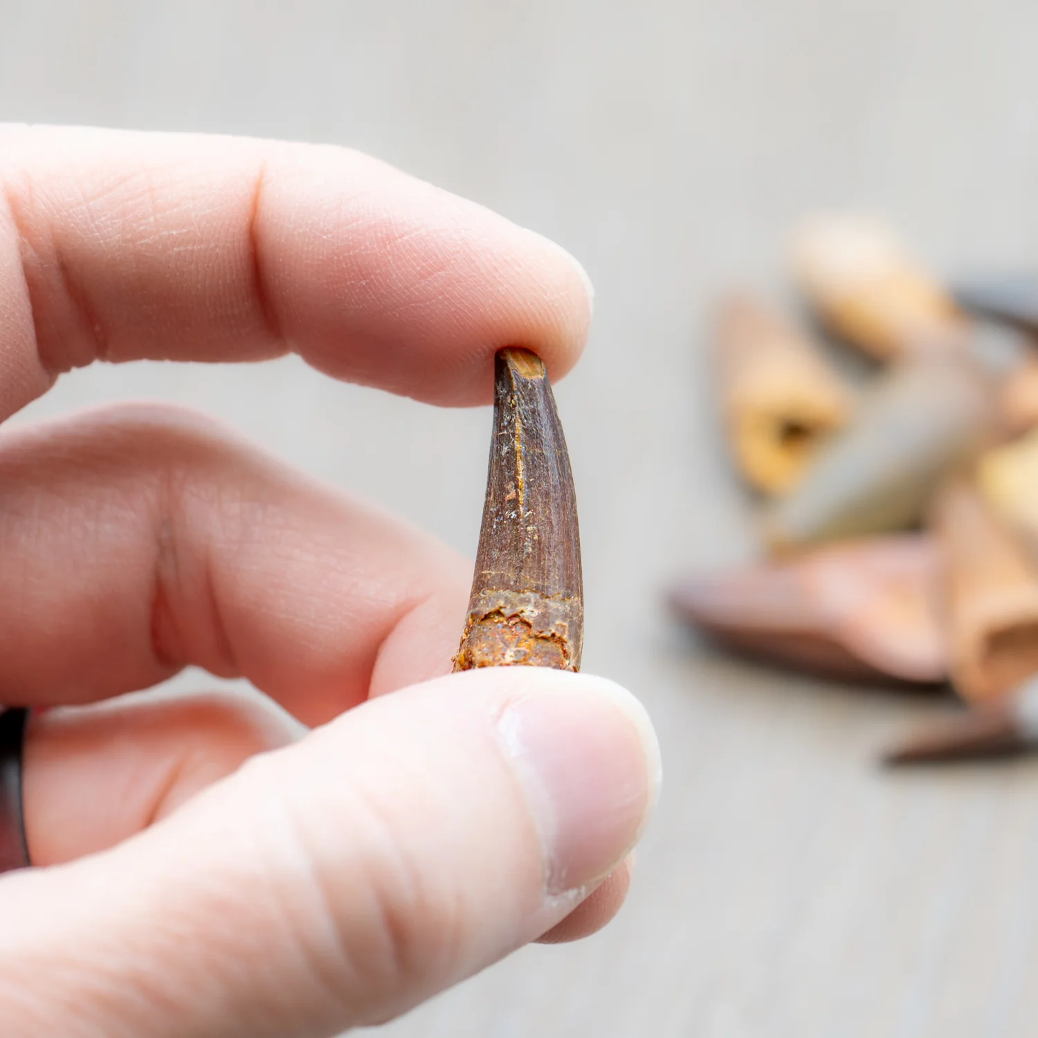 Super Spinosaurus Pocket Fossil - Image 5