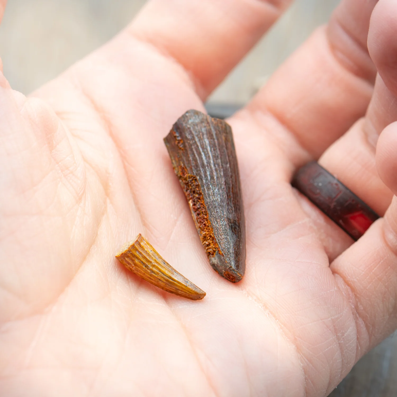 Super Spinosaurus Pocket Fossil - Image 6