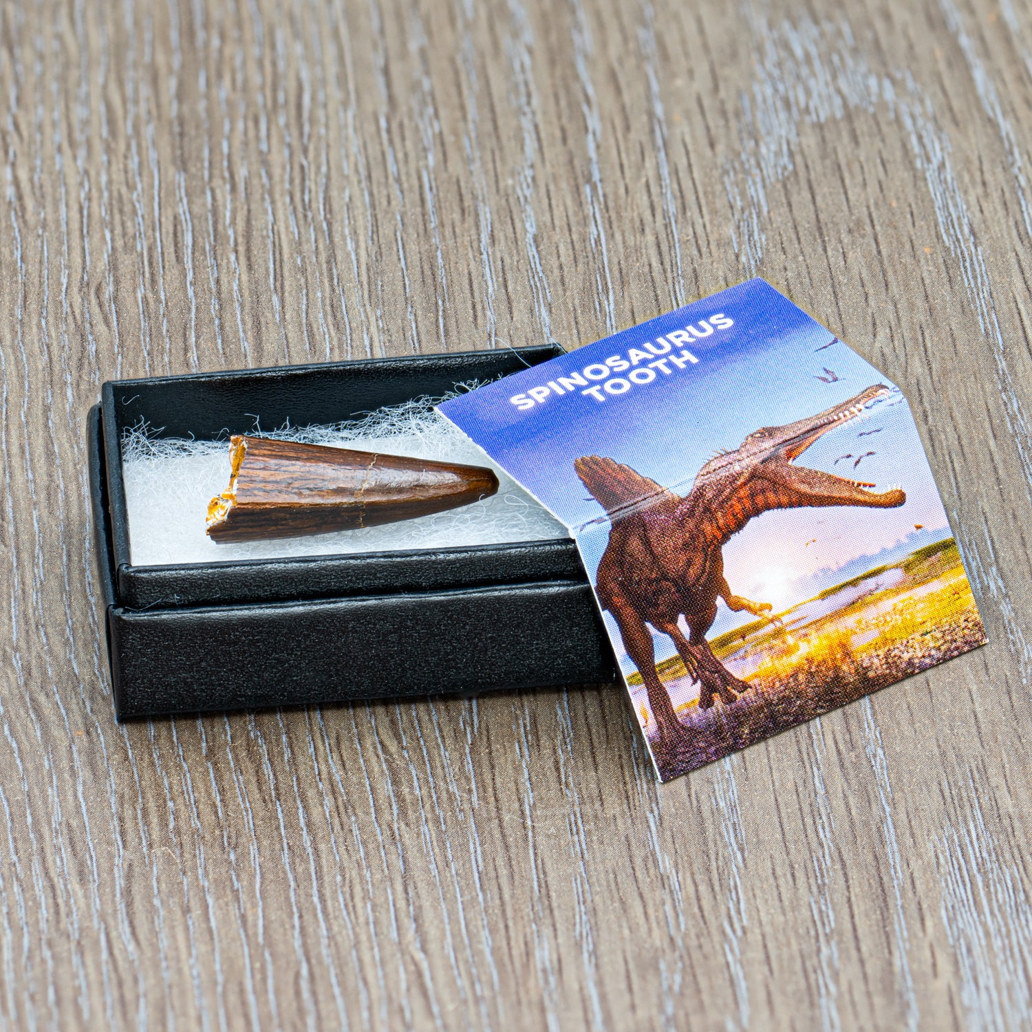 Super Spinosaurus Pocket Fossil - Image 7