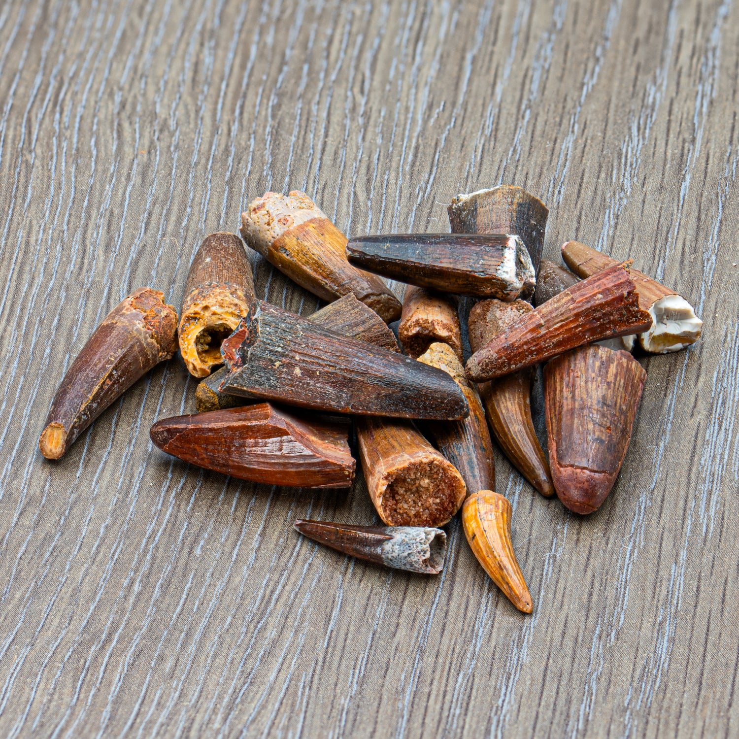 Super Spinosaurus Pocket Fossil - Image 8