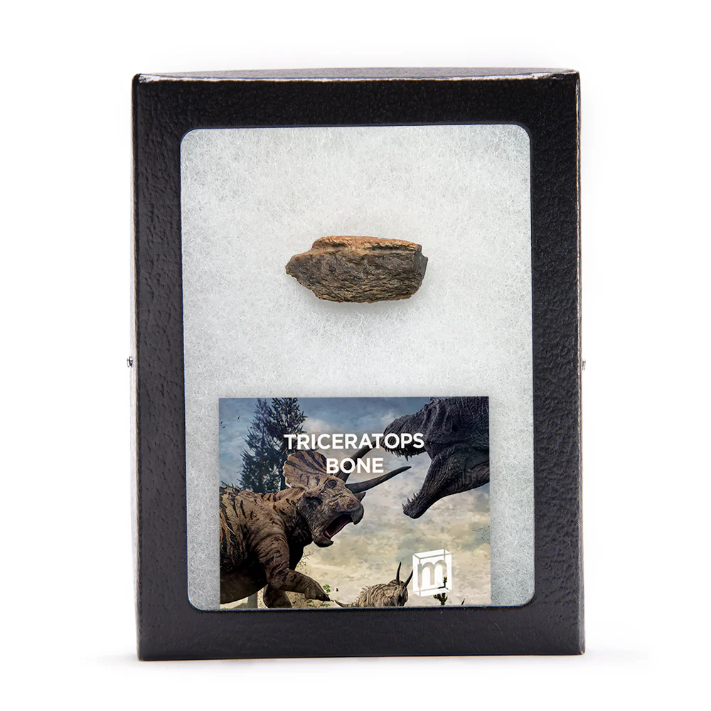 Triceratops Bone - Image 3