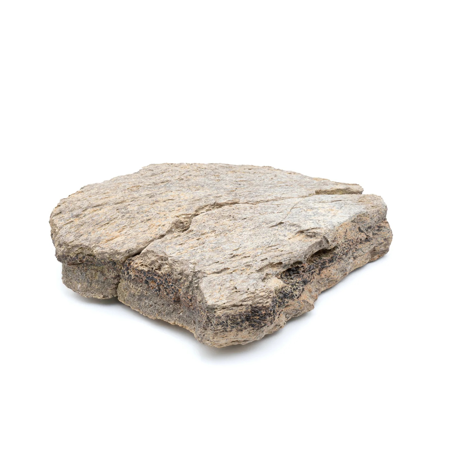 Triceratops Frill Classic Boxed Specimens - Image 4